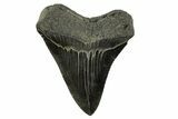 Serrated, Fossil Megalodon Tooth - South Carolina #344560-2